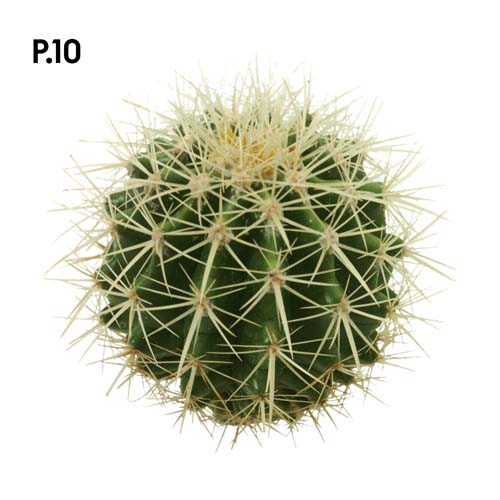 Přírodopis_motiv10.jpg Přírodopis_motiv10.jpg